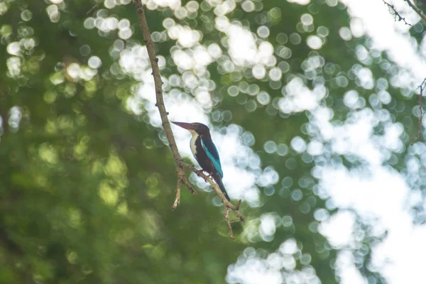 Kingfisher bird on tree brunch
