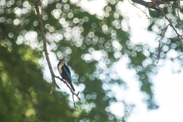 Kingfisher Bird Tree Brunch — Stock Photo, Image