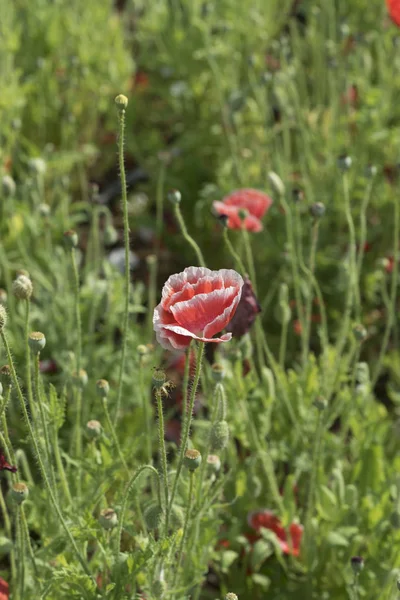 Plantacja Kwiatów Lat Wietnam — Zdjęcie stockowe