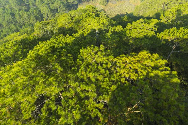 Vista Pájaro Del Bosque Pinos —  Fotos de Stock