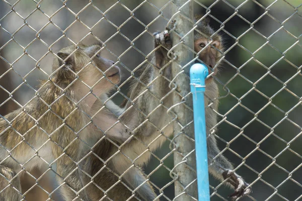 Hayvanat Bahçesi Kafeste Maymunlar — Stok fotoğraf