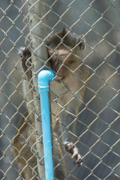 Monkey Cage Zoo — Photo