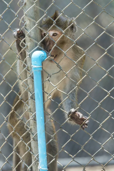 Monkey Cage Zoo — Photo