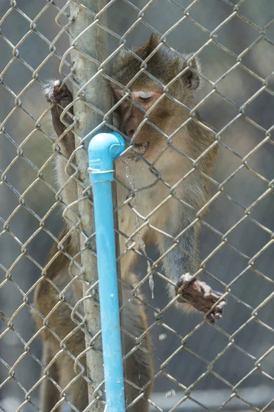 Monkey Locked Cage — Stock Photo, Image