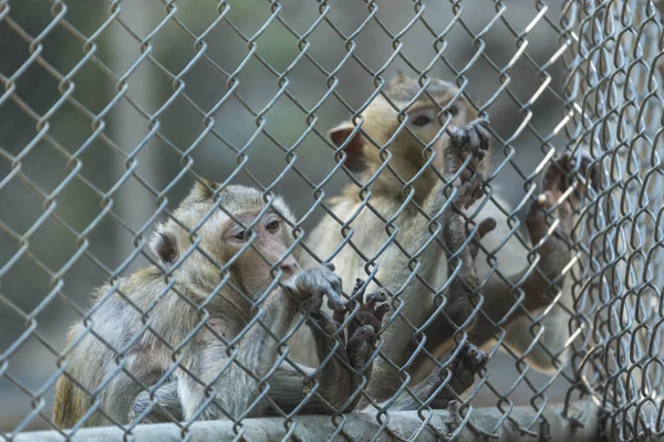 Hayvanat Bahçesi Kafeste Maymunlar — Stok fotoğraf