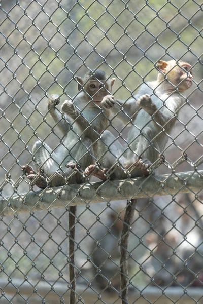 Πίθηκος Κλειδωμένο Κλουβί — Φωτογραφία Αρχείου