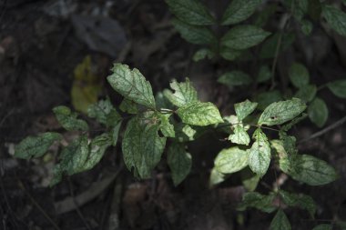 tarlada yetişen bitki