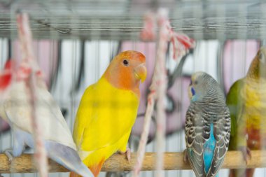 Home parrots sitting in cage 