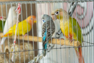 Home parrots sitting in cage 