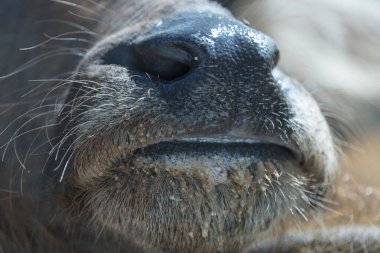 close up of Thai buffalo mouth