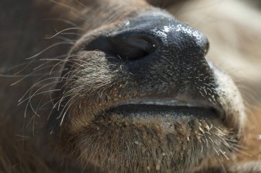 close up of Thai buffalo mouth