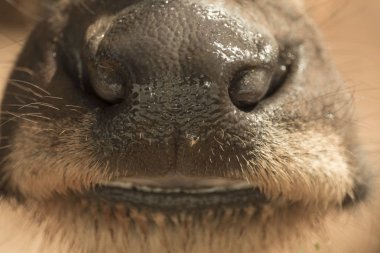 close up of Thai buffalo mouth