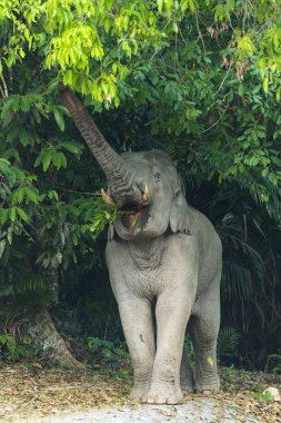 Asya fili Khao Yai Milli Parkı'nda. Tayland