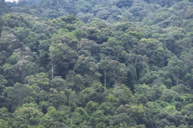 tropikal orman manzarası