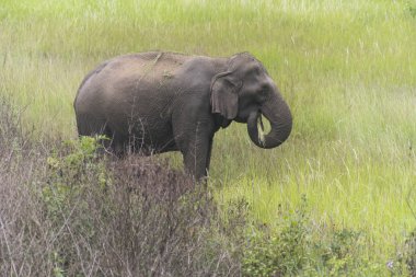 Wild elephant in Khao Yai National Park, Thailand