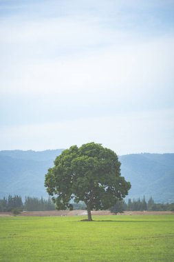 Baharın ilk zamanlarında yaprakları yeni büyümüş meşe ağacı bir tarlada tek başına duruyor, köpek bulutlu bir gökyüzünde yanında duruyor, görüntü filtrelenmiş vintage