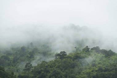 beautiful tropical forest in mountains 