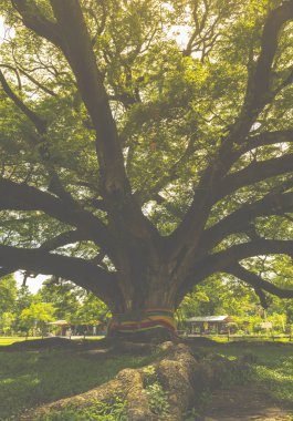 Tree canopy in the park 
