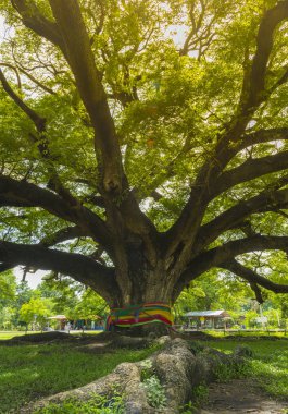 Tree canopy in the park 