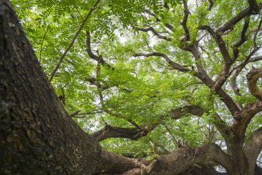 büyük ağaç dalı
