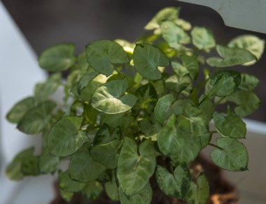 tropical plants in deep forest, nature sunlight