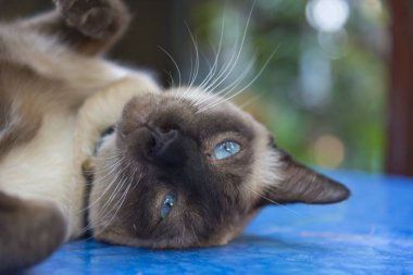 beautiful Siamese cat portrait 