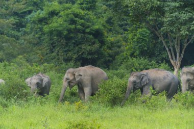 Thai Elephants in the nature of Kui Buri National Park,located in the Tenasserim Hills in Prachuap Khiri Khan Province, Thailand