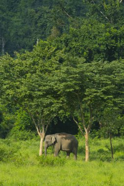 Thai Elephant in the nature of Kui Buri National Park,located in the Tenasserim Hills in Prachuap Khiri Khan Province, Thailand