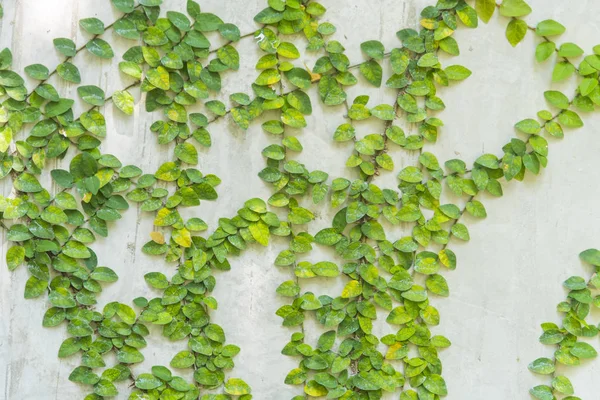 Ivy Wall Green Leaves — Fotografia de Stock