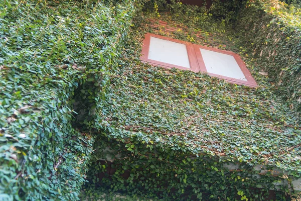 Green Ivy Leaves Wall Window — Fotografia de Stock