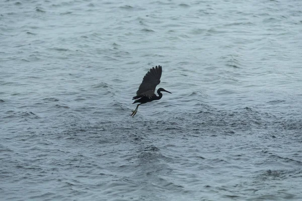 Black Heron Flies Water — Stock Photo, Image