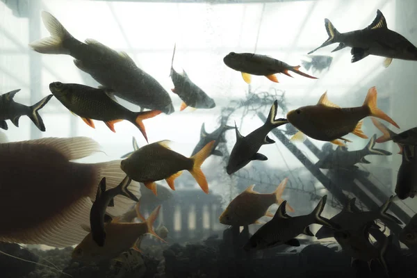 Grupo Peixes Aquário — Fotografia de Stock