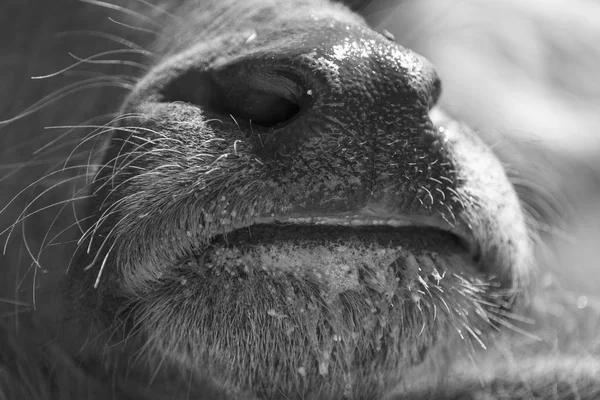 黒と白の水牛の体 — ストック写真