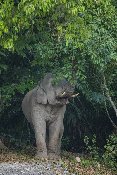 Elephant Green Jungle — Stok fotoğraf