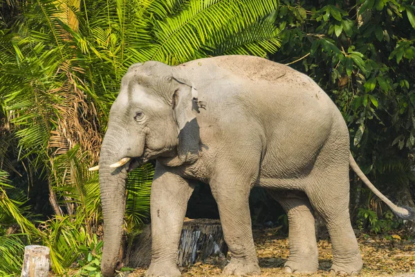 Ασιατικός Ελέφαντας Στο Εθνικό Πάρκο Khao Yai Ταϊλάνδη — Φωτογραφία Αρχείου