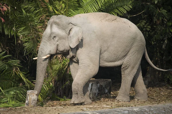 Άγριος Ελέφαντας Στο Εθνικό Πάρκο Khao Yai Ταϊλάνδη — Φωτογραφία Αρχείου