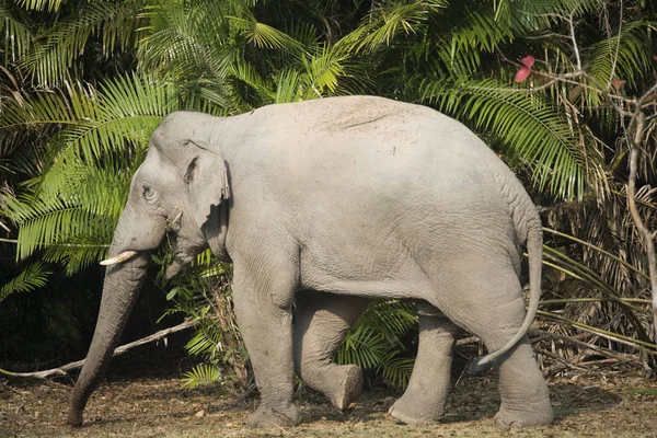 Άγριος Ελέφαντας Στο Εθνικό Πάρκο Khao Yai Ταϊλάνδη — Φωτογραφία Αρχείου