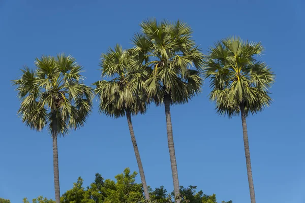 Palmera Con Cielo Azul —  Fotos de Stock