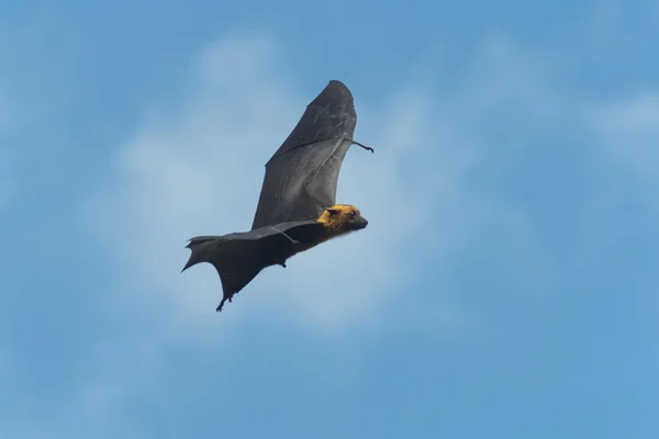Giant Bat Flying Close — Stock fotografie