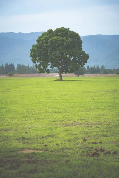 Carvalho Com Novo Crescimento Folhas Início Primavera Sozinho Campo Cão — Fotografia de Stock