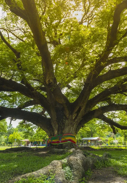 Tree Canopy Park — Stockfoto