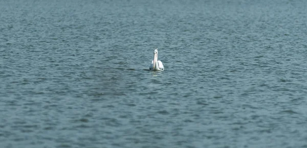 Pássaro Branco Lago Água — Fotografia de Stock