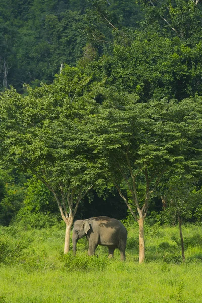 Thai Elephant Nature Kui Buri National Park Located Tenasserim Hills — Foto Stock
