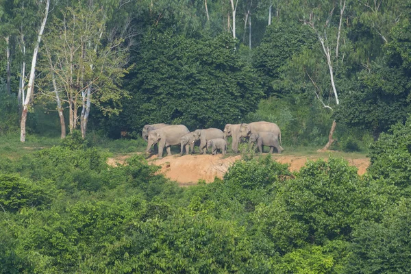 Thai Elephants Nature Kui Buri National Park Located Tenasserim Hills — Foto Stock