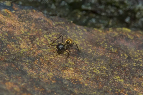 Alone Ant Close — Foto Stock