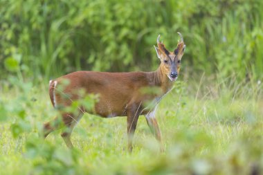 yeşil arka plan ile havlayan geyik, Khao Yai Milli Parkı, Tayland