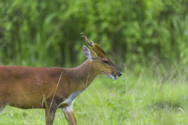 yeşil arka plan ile havlayan geyik, Khao Yai Milli Parkı, Tayland