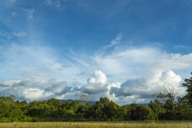 green field with blue clouds in the summer