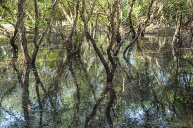 tropical plants in deep forest, nature sunlight
