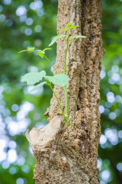 Yeşil yapraklı ağaç gövdesi